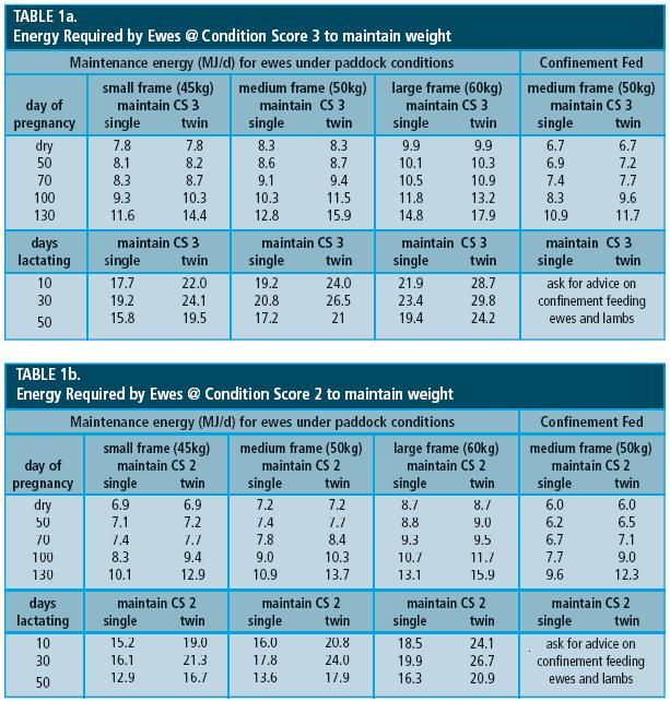 lifetime-wool-more-lambs-better-wool-healthy-ewes-feed-budgeting-at