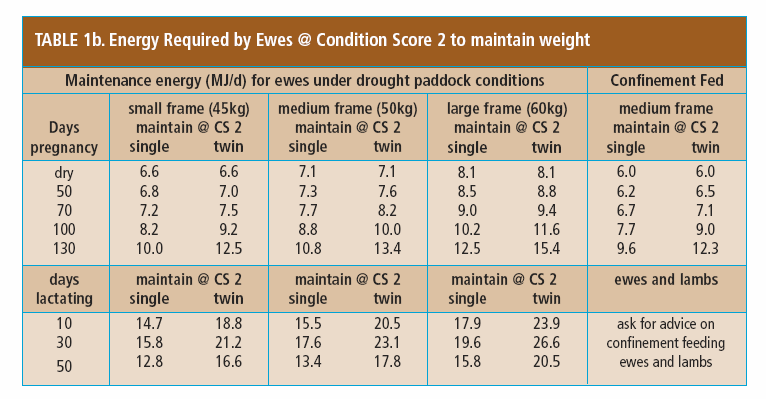 Energy required for ewes in CS 2