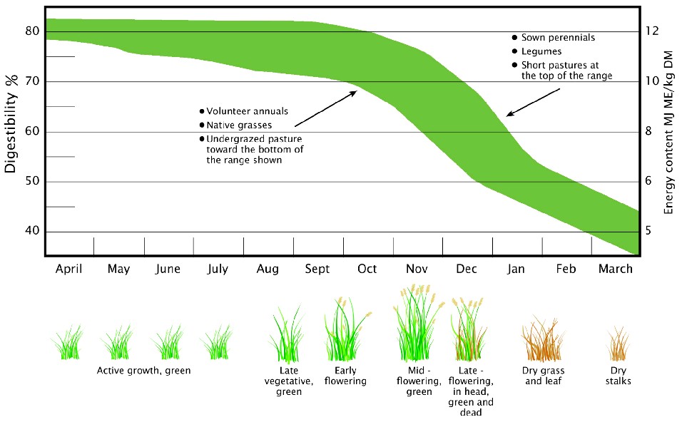 pasture digestability of different species