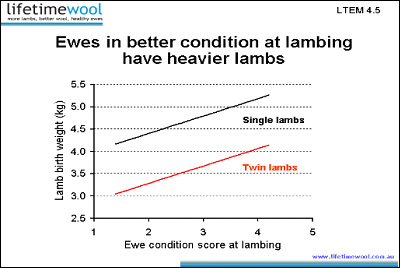 lamb birth weight and ewe condition