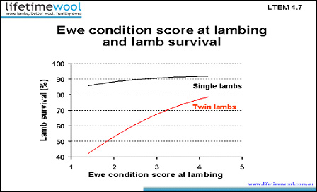 ewes in better condition have more lambs
