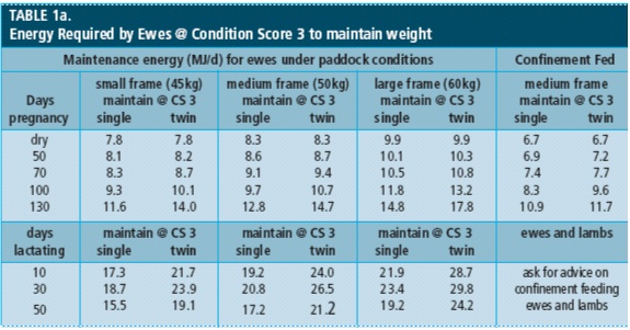 Energy required by ewes CS 3